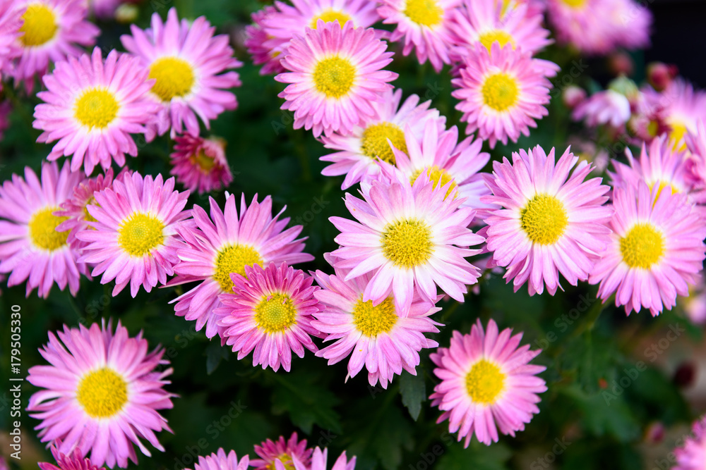 枚方菊フェスティバル 菊 枚方菊フェスティバル 菊