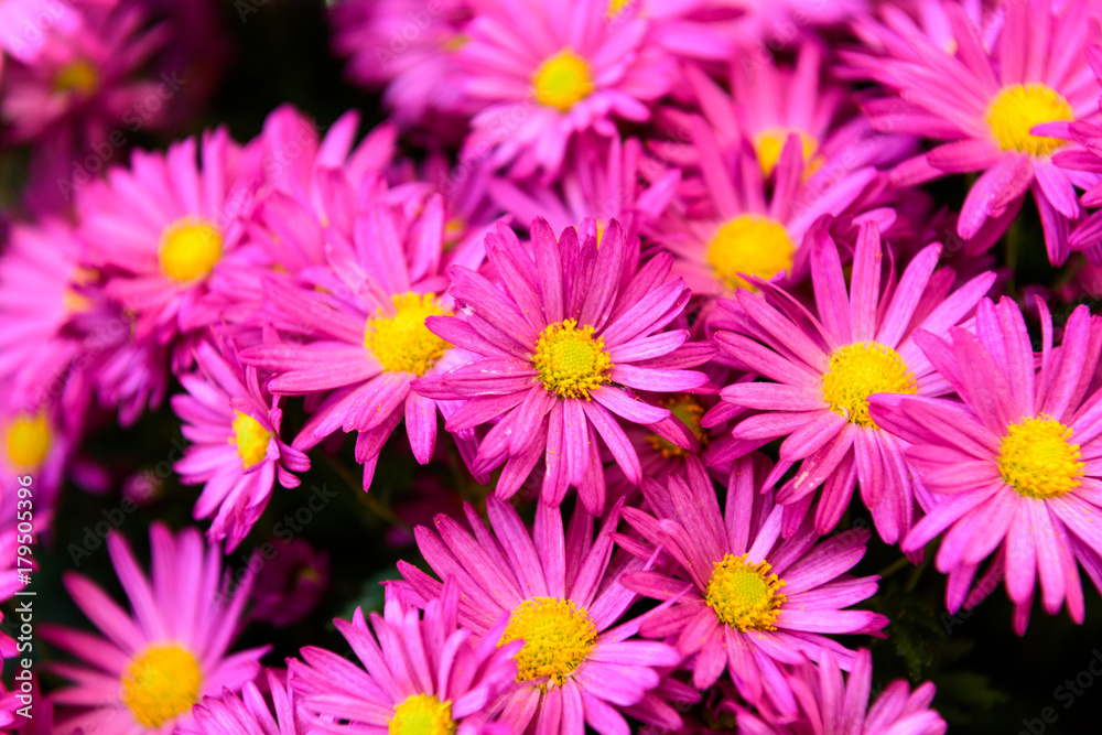 枚方菊フェスティバル 菊 枚方菊フェスティバル 菊