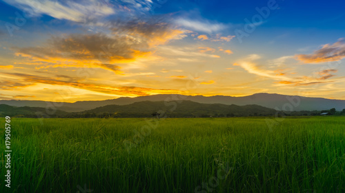 Sun setting and rice fields in the evening rainy season in Thailand © lamyai