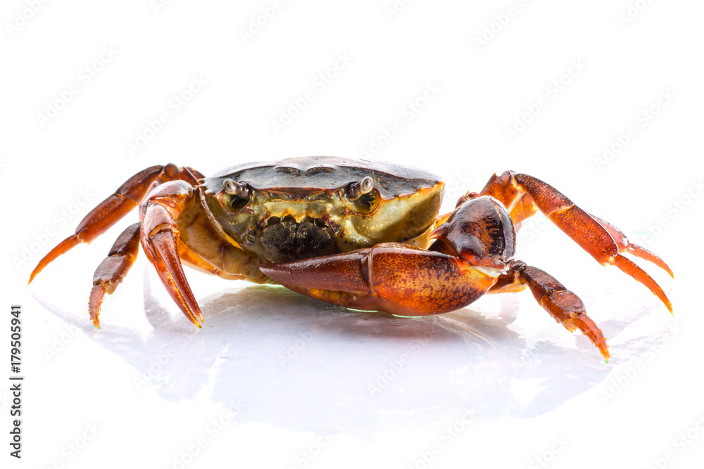 close up Freshwater crab on White background. Ricefield crab in Thailand.