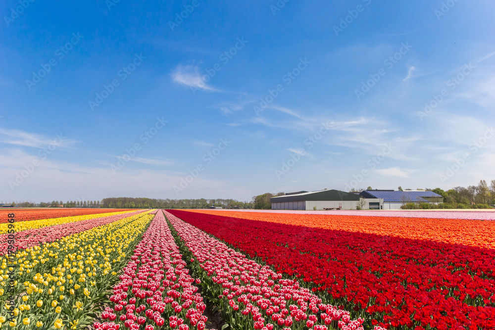 Colorful tulips and a farm in Noordoostpolder