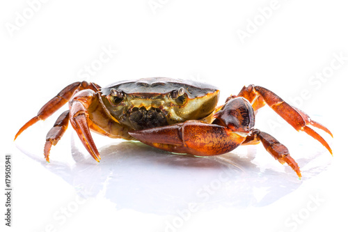 close up Freshwater crab on White background. Ricefield crab in Thailand.