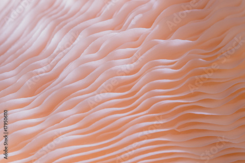 abstract background macro close up of Pleurotus djamor is beautiful mushrooms color pink photo