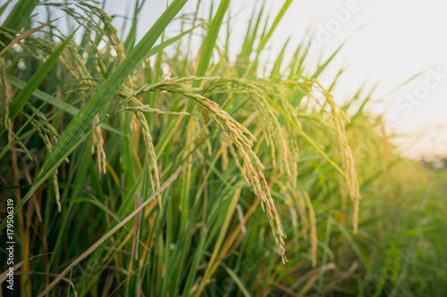 Close up ear of rice in rice fields
