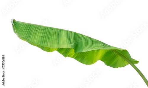 banana leaf isolated on white background, File contains a clipping path.