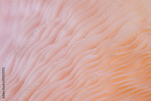 abstract background macro close up of Pleurotus djamor is beautiful mushrooms color pink photo