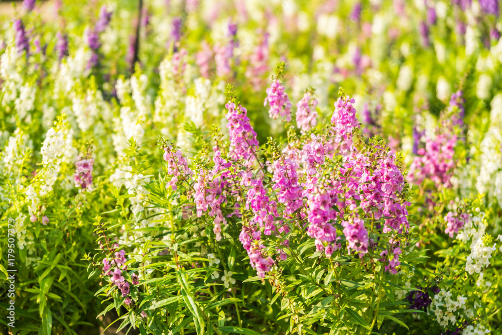 Obraz premium Lavender flower garden