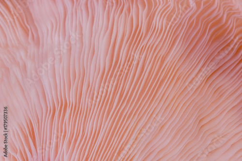 abstract background macro close up of Pleurotus djamor is beautiful mushrooms color pink photo