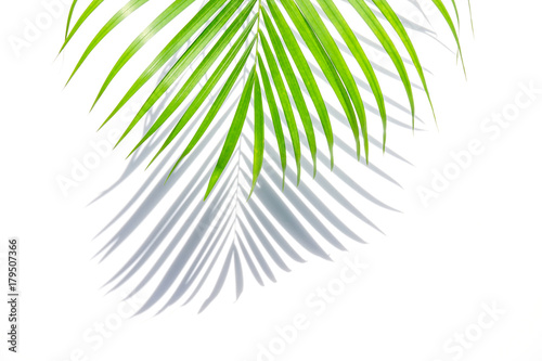 green palm leaf and shadow on a white background