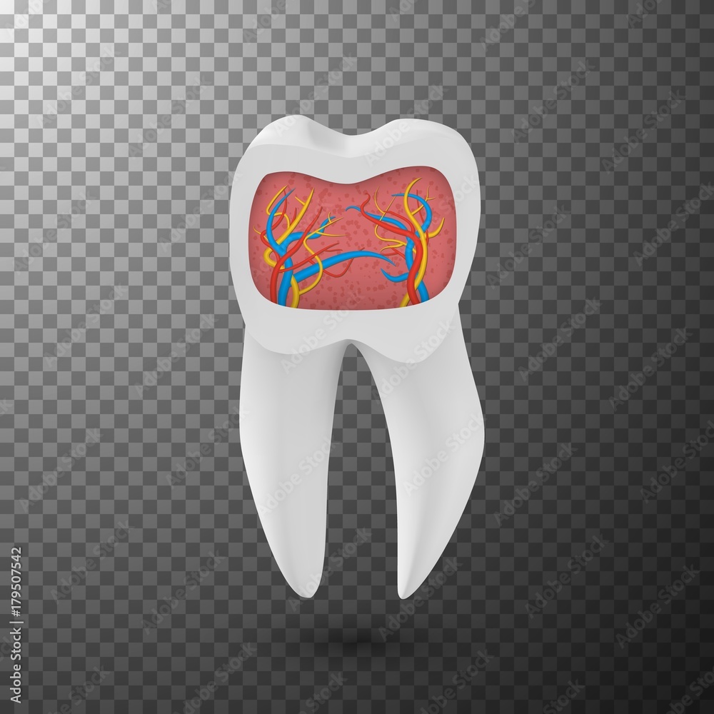 Illustration of Vector Realistic Tooth. 3D Teeth with Inner Part Veins Template Isolated on Transparent Overlay Background Illustration of Vector Realistic Tooth. 3D Teeth with Inner Part Veins Template Isolated on Transparent Overlay Background