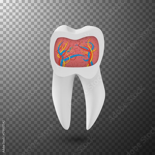 Illustration of Vector Realistic Tooth. 3D Teeth with Inner Part Veins Template Isolated on Transparent Overlay Background