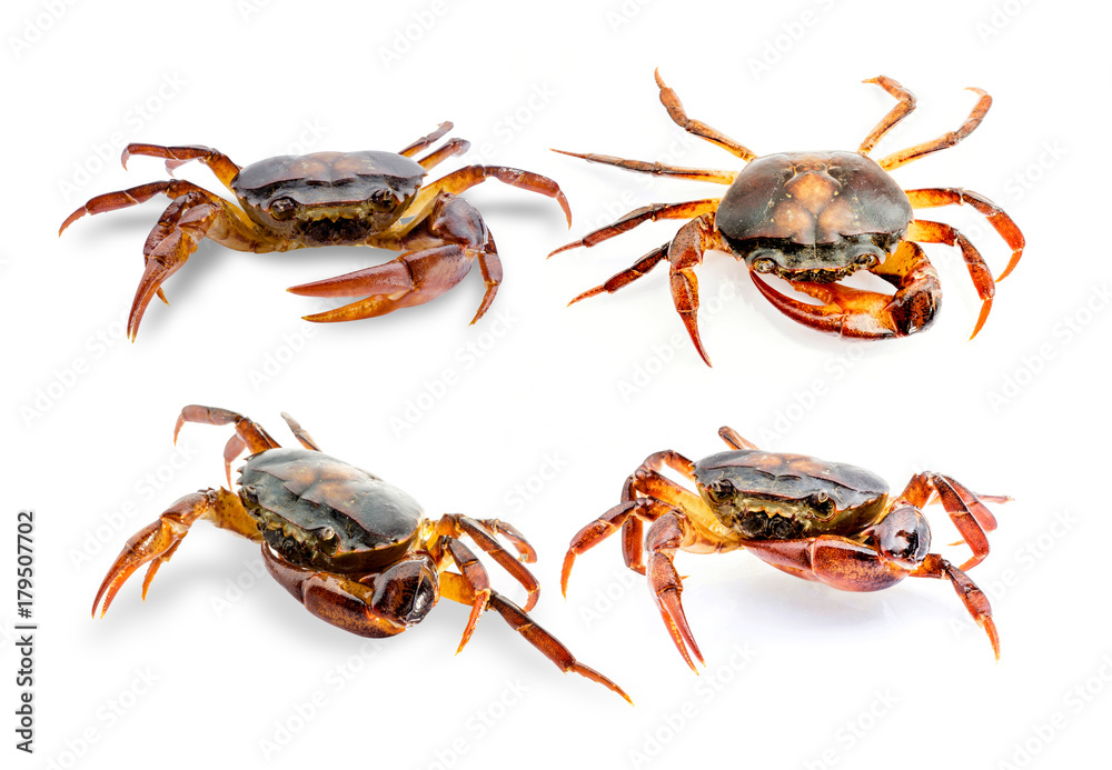 Collection Freshwater crab on white background. Ricefield crab in Thailand. Collection Freshwater crab on white background. Ricefield crab in Thailand.