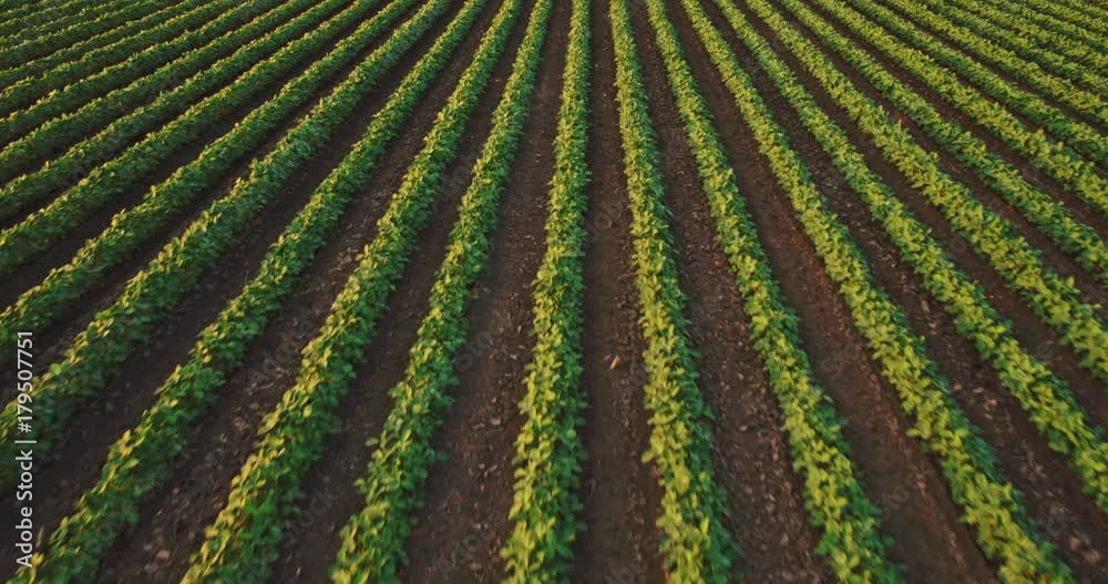 An aerial shot of soybean field ripening at spring season, agricultural landscape An aerial shot of soybean field ripening at spring season, agricultural landscape