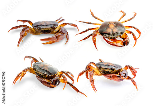 Collection Freshwater crab on white background. Ricefield crab in Thailand.