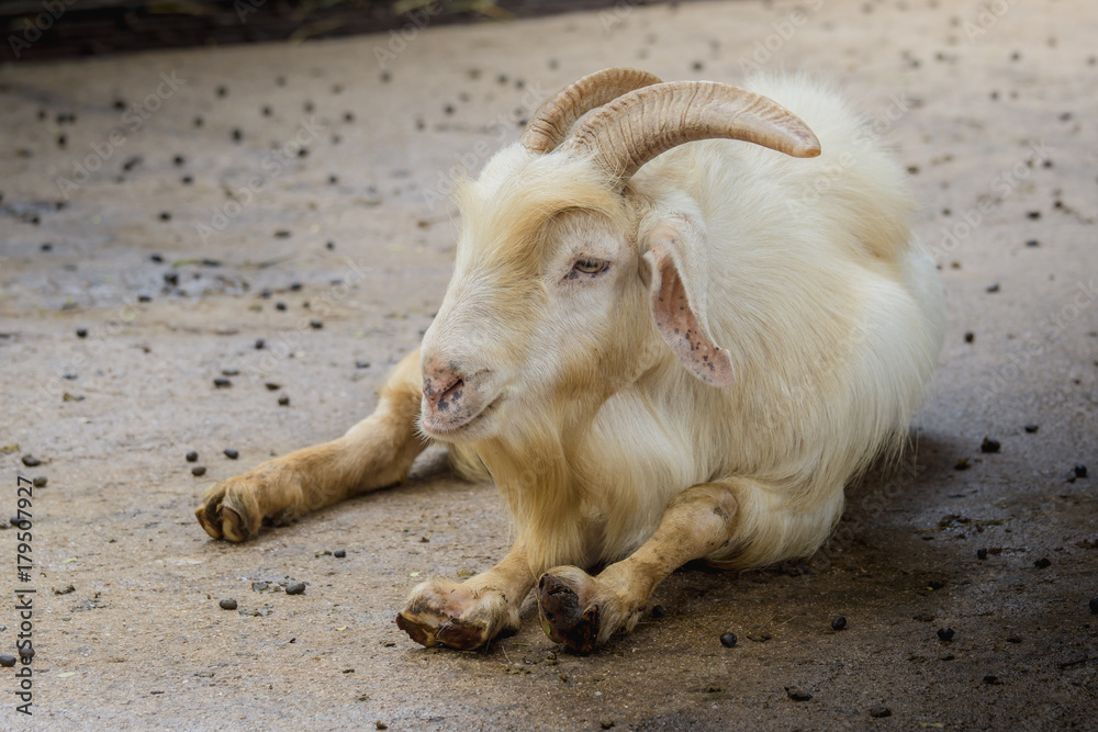 goat brown and white sleep on floor in farm goat brown and white sleep on floor in farm