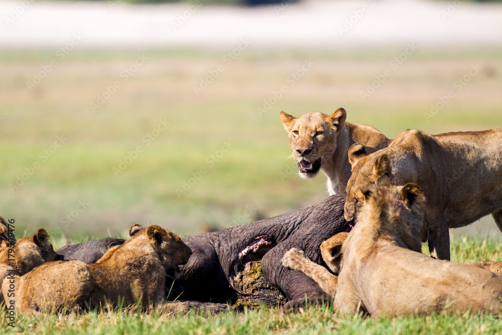 Fototapeta premium Leoni e leonesse con cuccioli leoncini che mangiano in branco