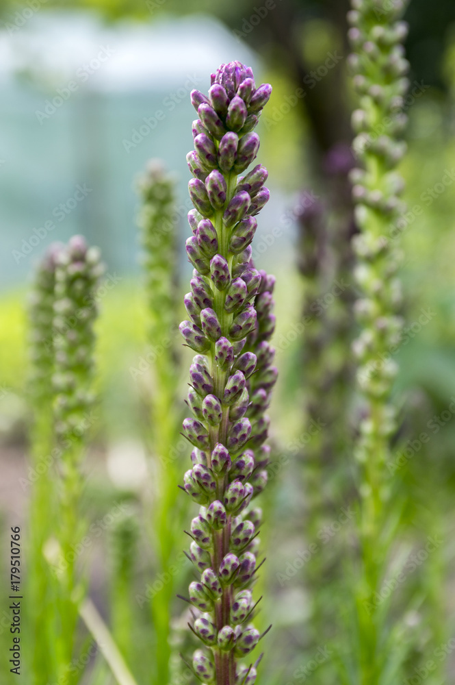 Liatris spicata purple flower starting to bloom with buds on spikes Liatris spicata purple flower starting to bloom with buds on spikes