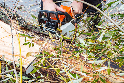 Man Saws petrol saw tree trunk. Selective focus