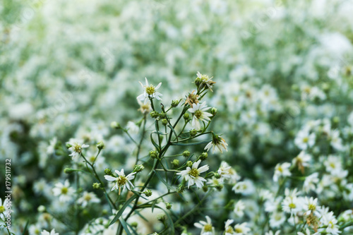 Beautiful white flower on a green background.