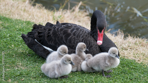 Photography Black Swan & cygnets (Cygnus atratus)