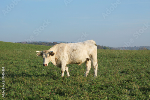 white cow walking on the green pasture