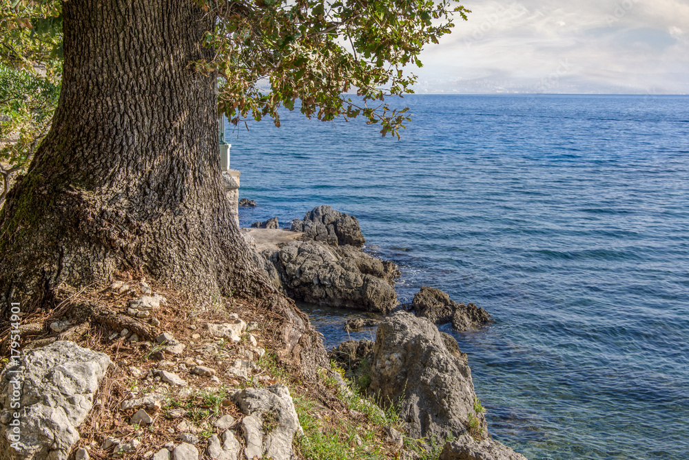 Close up view of one tree with green leaves on the left side and blue sea on the right side. Use for background. Autumn in Opatija, Croatia, Europe. Close up view of one tree with green leaves on the left side and blue sea on the right side. Use for background. Autumn in Opatija, Croatia, Europe.