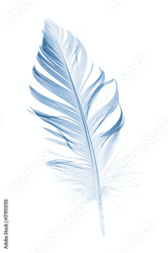 blue feather isolated on white