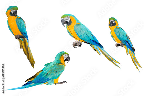 A collection of parrot macaws on a white background.
