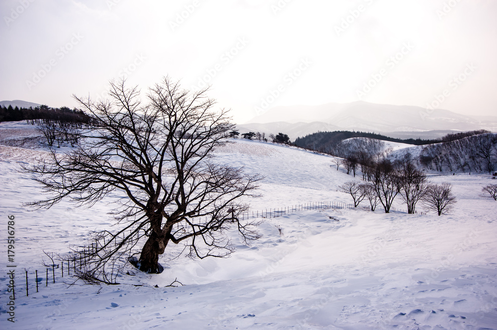Pyeongchang, Gangwon-do, South Korea - Daegwallyeong Yangtte Farm with heavy snowfall. Pyeongchang, Gangwon-do, South Korea - Daegwallyeong Yangtte Farm with heavy snowfall.