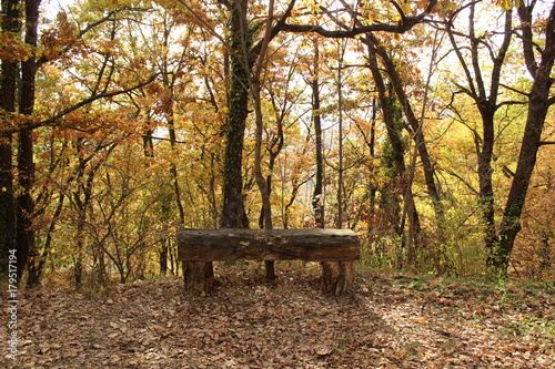 Boschi degli appennini in autunno, Toano , Emilia, Italia