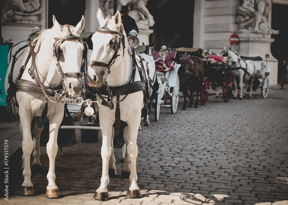 Vienna, Austria, traditional two-horse carriage Vienna, Austria, traditional two-horse carriage