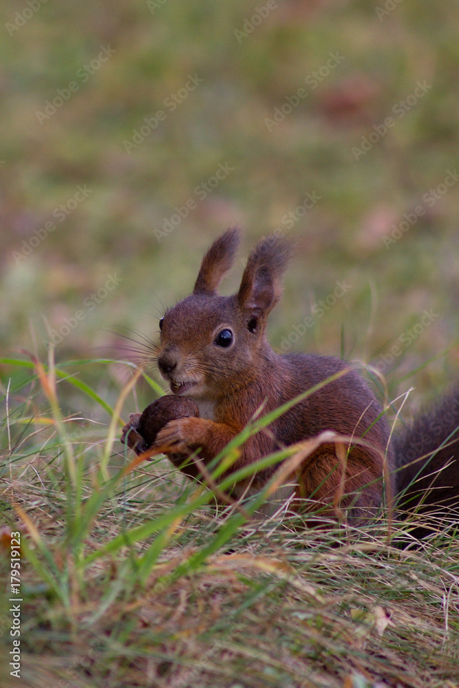 Squirrel eating nut, surprise, funny animal face. Squirrel eating nut, surprise, funny animal face.