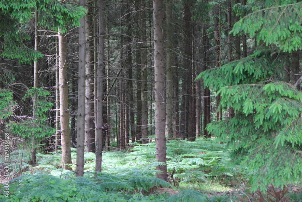 Obraz premium Nadelwald am Morgen