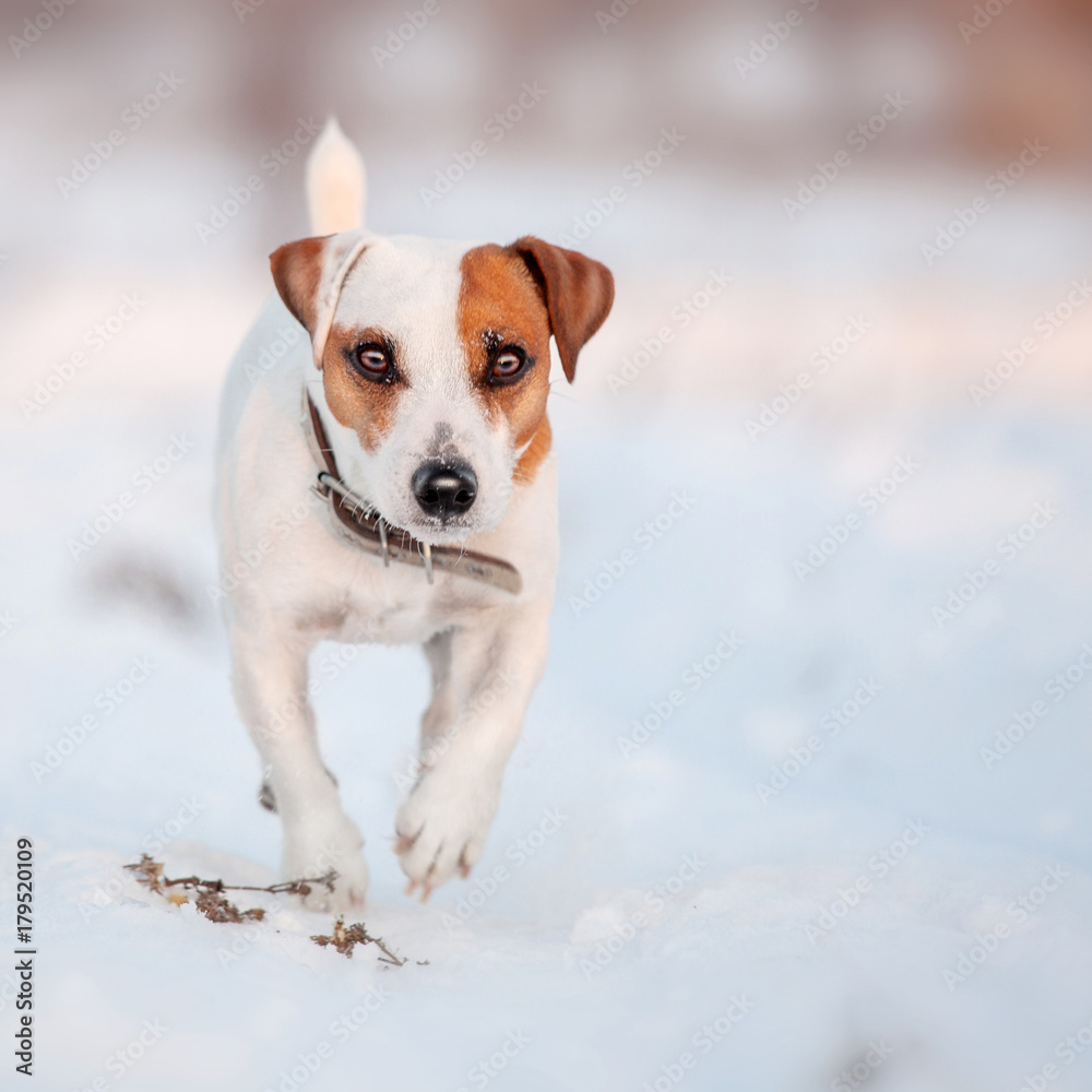 Dog running at winter