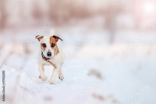 Fototapeta Naklejka Na Ścianę i Meble -  Dog running at winter