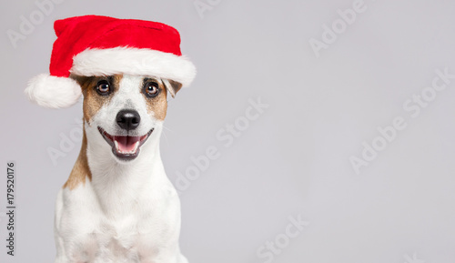 Happy dog in christmas hat