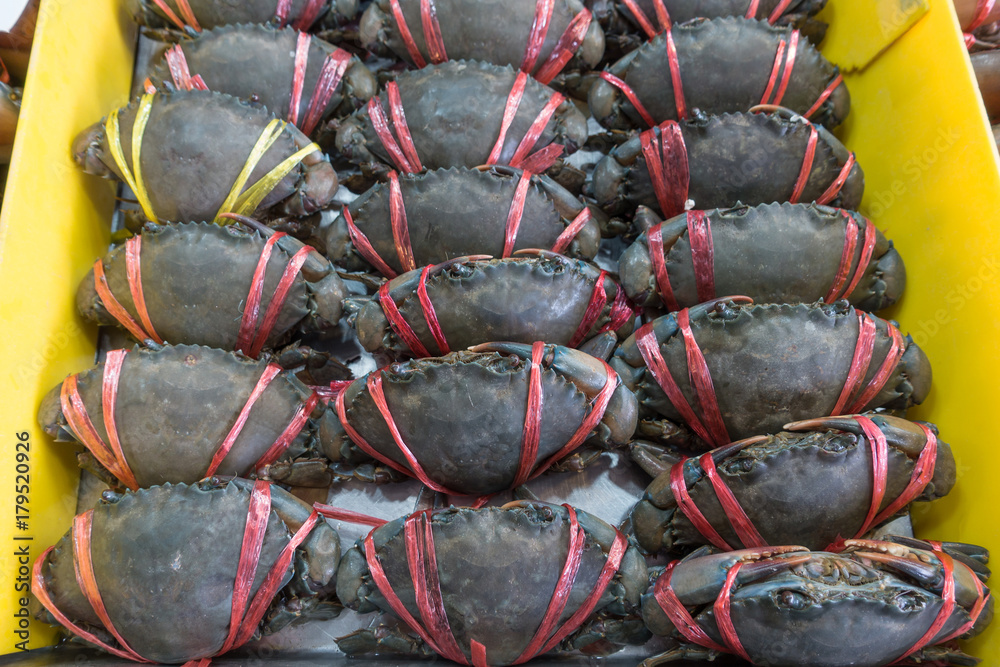 Live mud crab (Scylla serrata) tied and row display for sale in sea food market Thailand. Live mud crab (Scylla serrata) tied and row display for sale in sea food market Thailand.