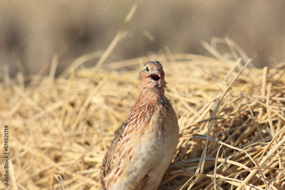 Japanese quail (Coturnix japonica) male in Japan Japanese quail (Coturnix japonica) male in Japan
