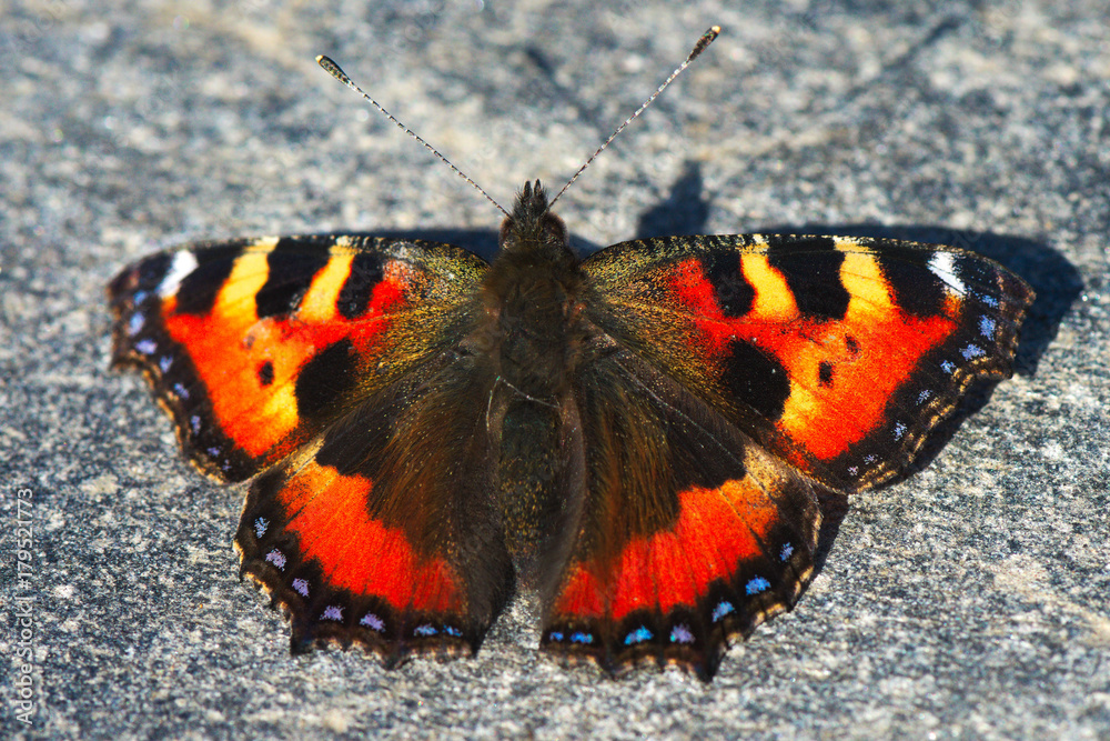 orange butterfly on a rock orange butterfly on a rock