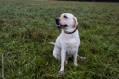 Labrador dog on a background of green grass