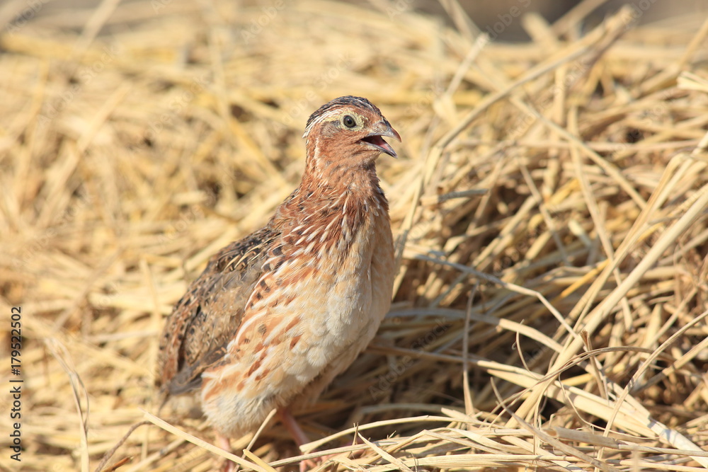 Japanese quail (Coturnix japonica) male in Japan Japanese quail (Coturnix japonica) male in Japan