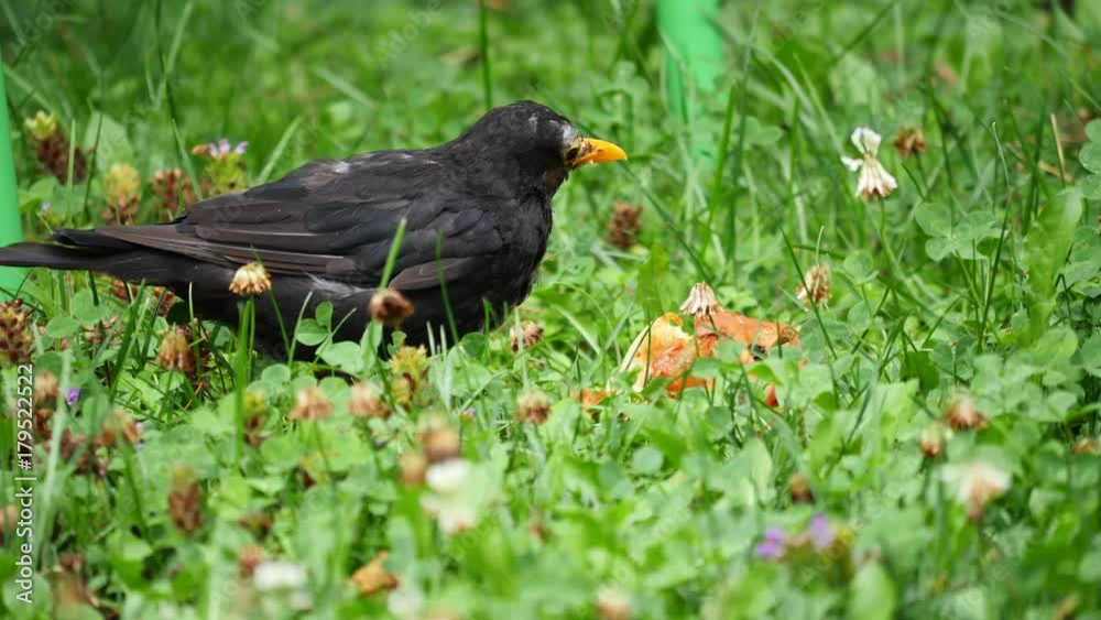 Blackbird sitting in the grass eating an apple (close up) Blackbird sitting in the grass eating an apple (close up)