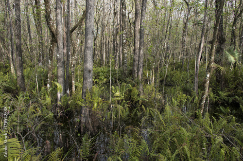Cyprès chauve, Taxodium distichum, Fougère de Boston, Nephrolepis exaltata, Corkscrew Swamp sanctuary, SanctCorkscrew Swampuaire d'Audubon, Floride, Etats Unis photo