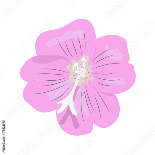 Isolated  Great Willowherb  flower  or Great Hairy Willowherb  Codlins and Cream  Apple Pie  - Eps10 vector graphics and illustration