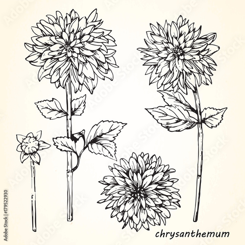 Set of hand-drawn Chrysanthemums  vector