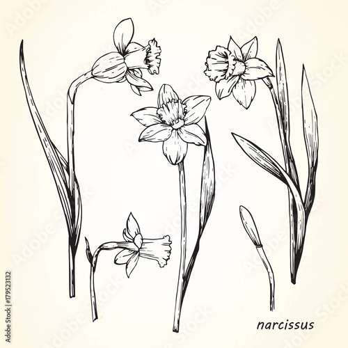 Set of hand-drawn Narcissus, vector
