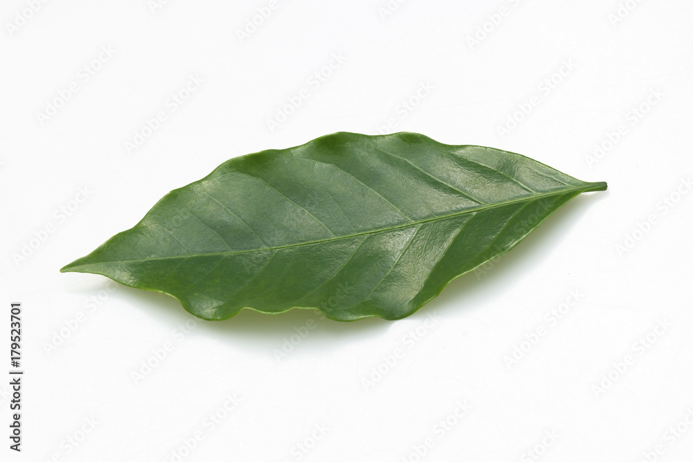 Obraz premium Coffee leaves