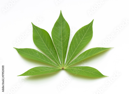 Green cassava leaves