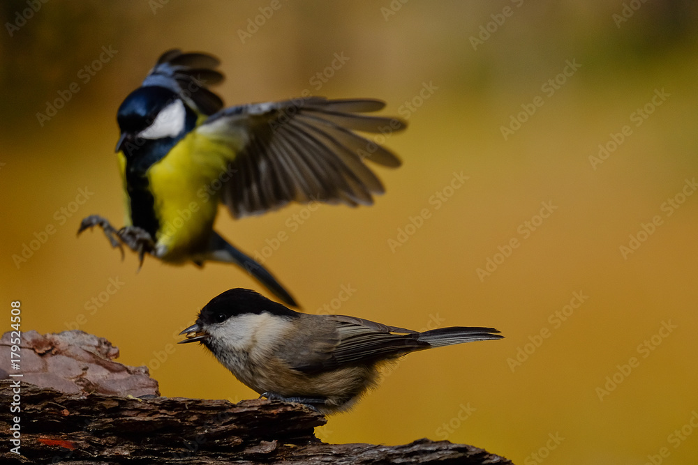 Obraz premium Cincia