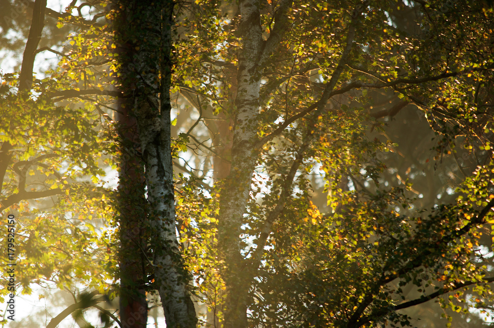 Forest Morning, Gorinsee, Brandenburg, Germany Forest Morning, Gorinsee, Brandenburg, Germany